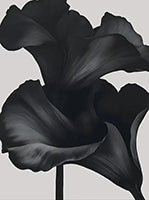 Onyx Bloom Botanical Soft Painting Art - Horizontal