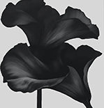 Onyx Bloom Botanical Bold Painting Art - Set of 2